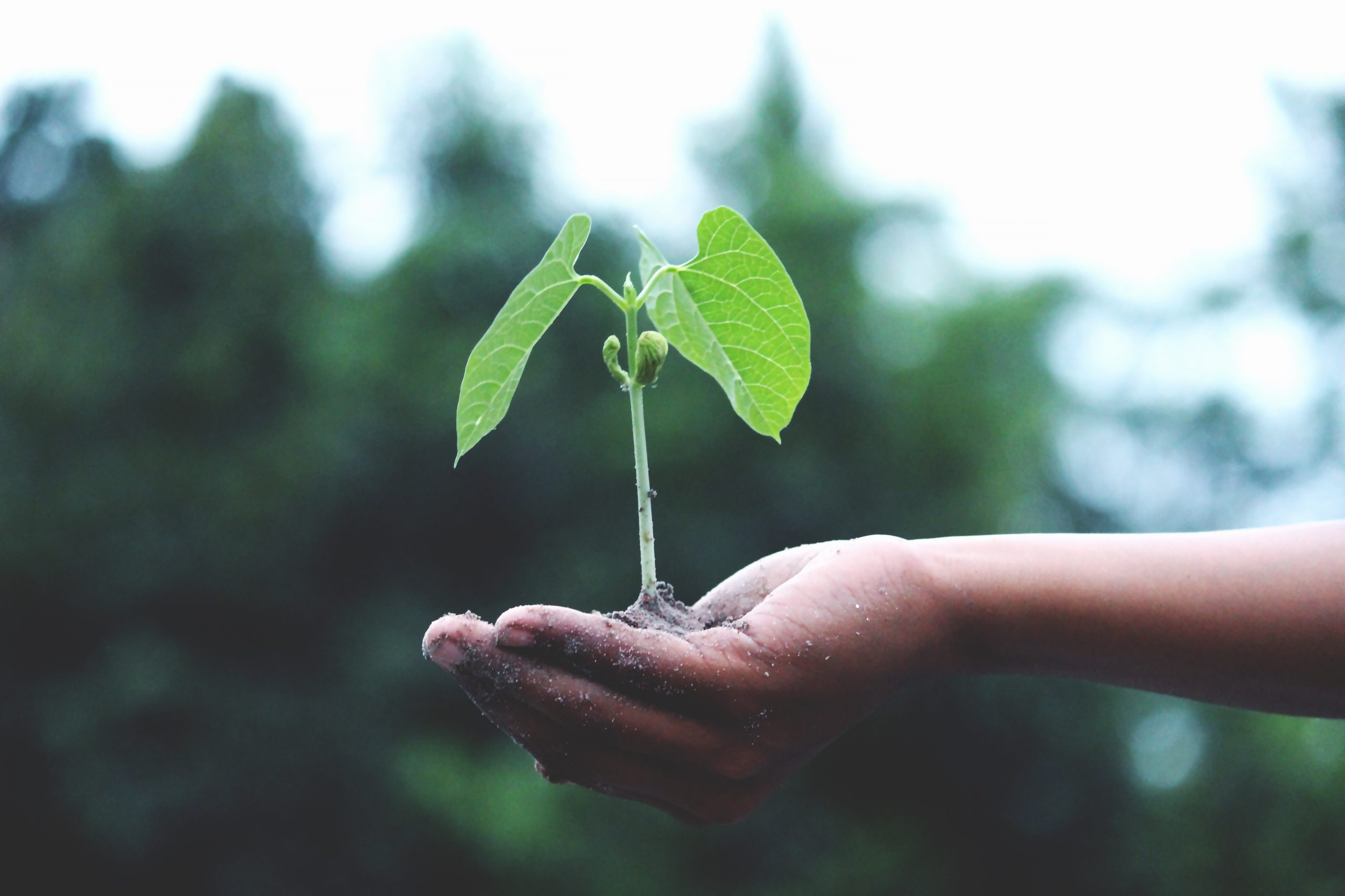 Home canva person holding a green plant